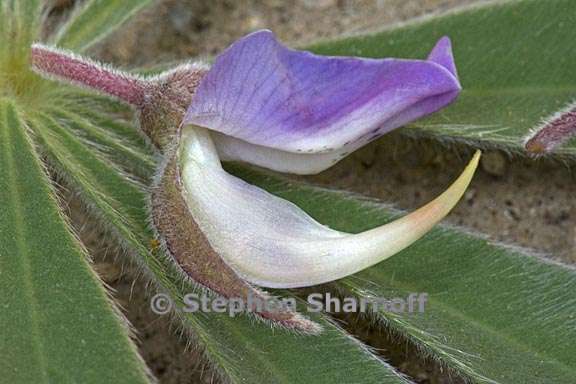 lupinus albicaulis 5 graphic